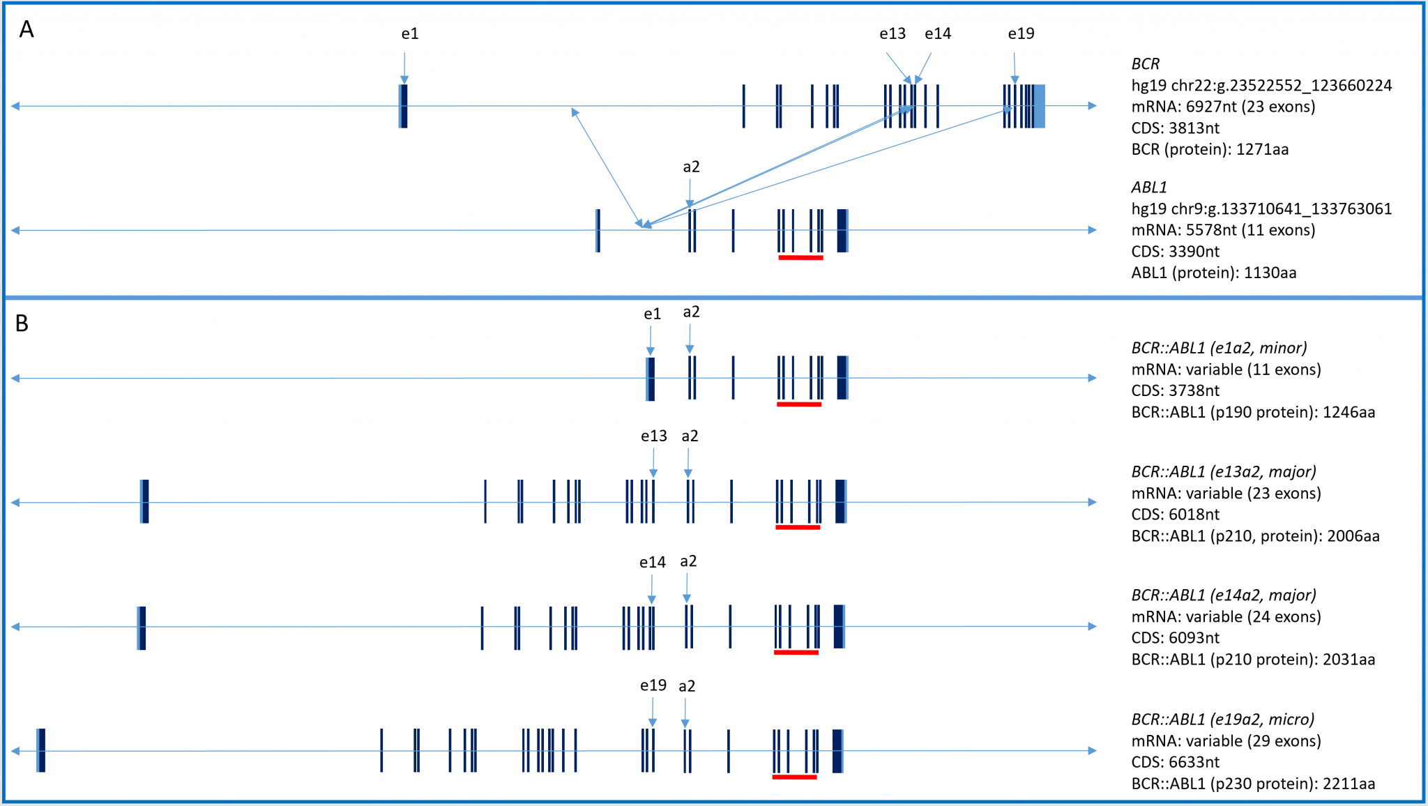 Chronic Myeloid Leukemia (CML) – Cancer Genetics and Genomics Laboratory